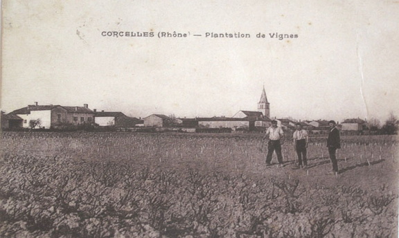 69-Corcelles-en-Beaujol-plantation-vignes