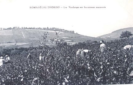 71-ROMANECHE-THORINS-vendanges