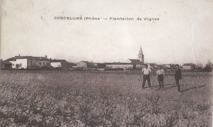 69-Corcelles-en-Beaujol-plantation-vignes.jpg